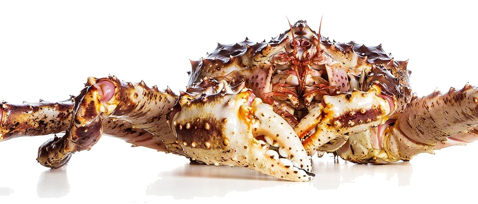 Red King Crab (Paralithodes camtschaticus)